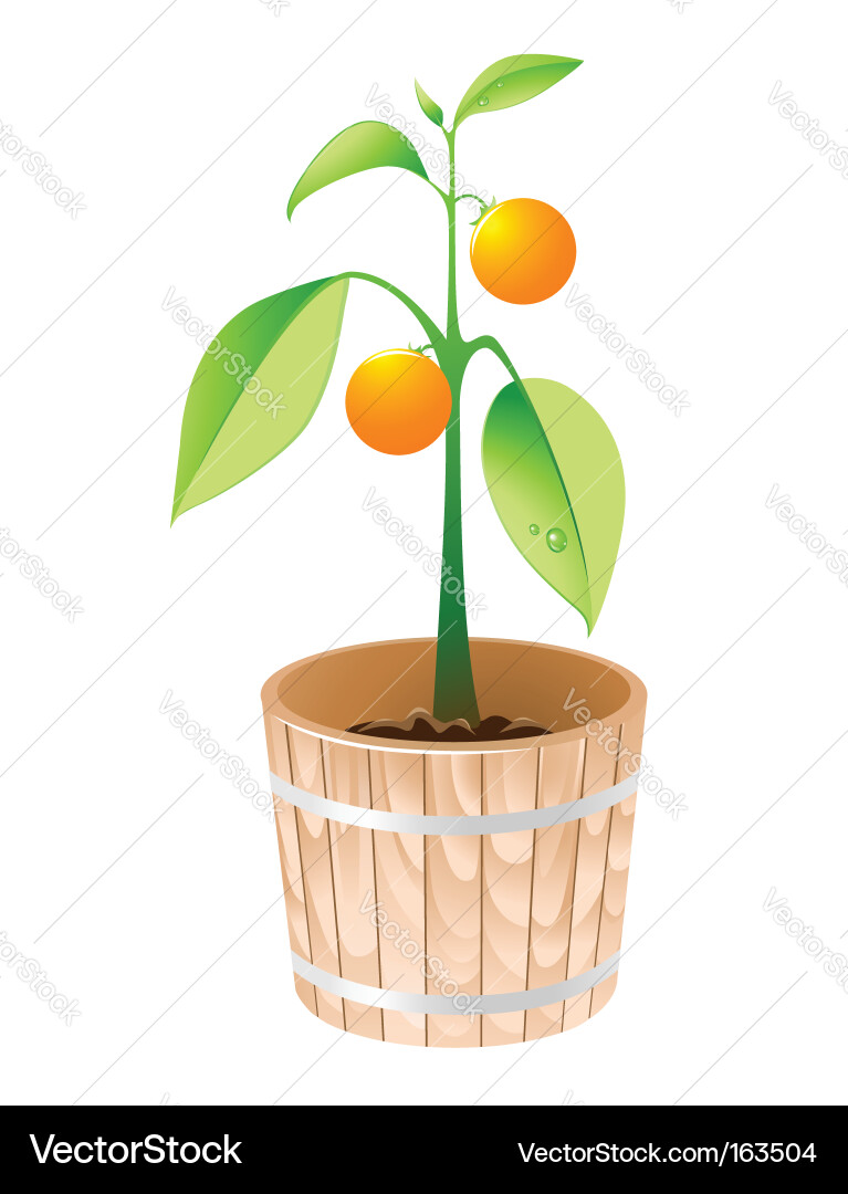 Tree vector image