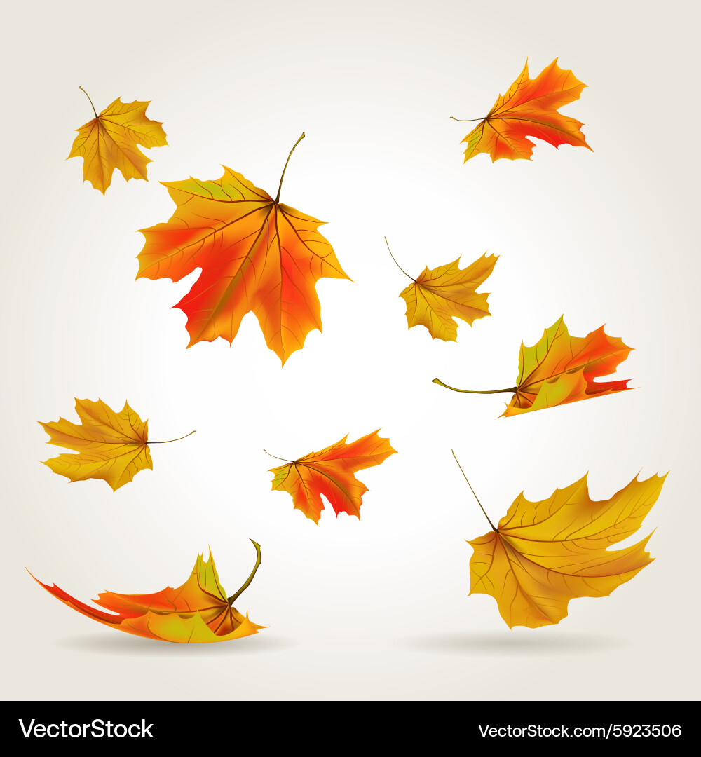Autumn Leaf Set Royalty Free Vector Image - VectorStock