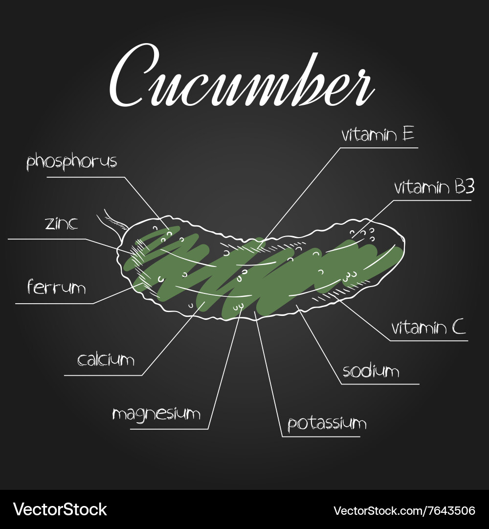 Nutrient list for cucumber vector image