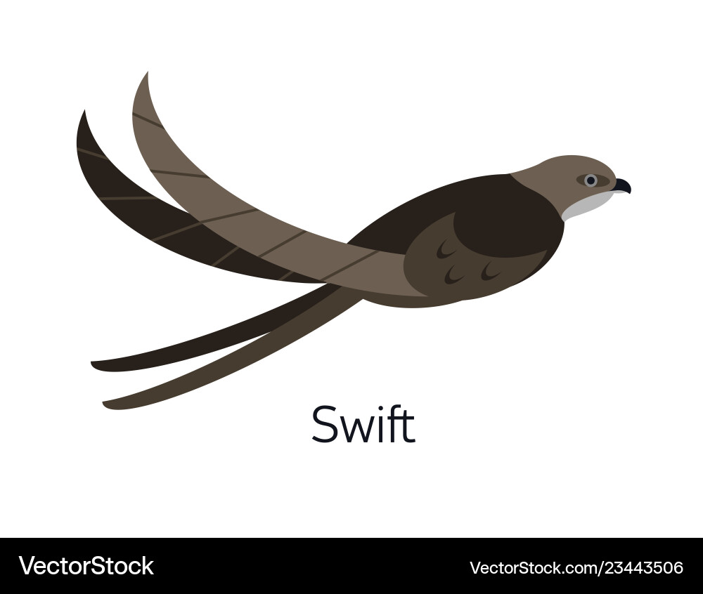 Swift or swiftlet isolated on white background Swift or swiftlet isolated on white background vector image