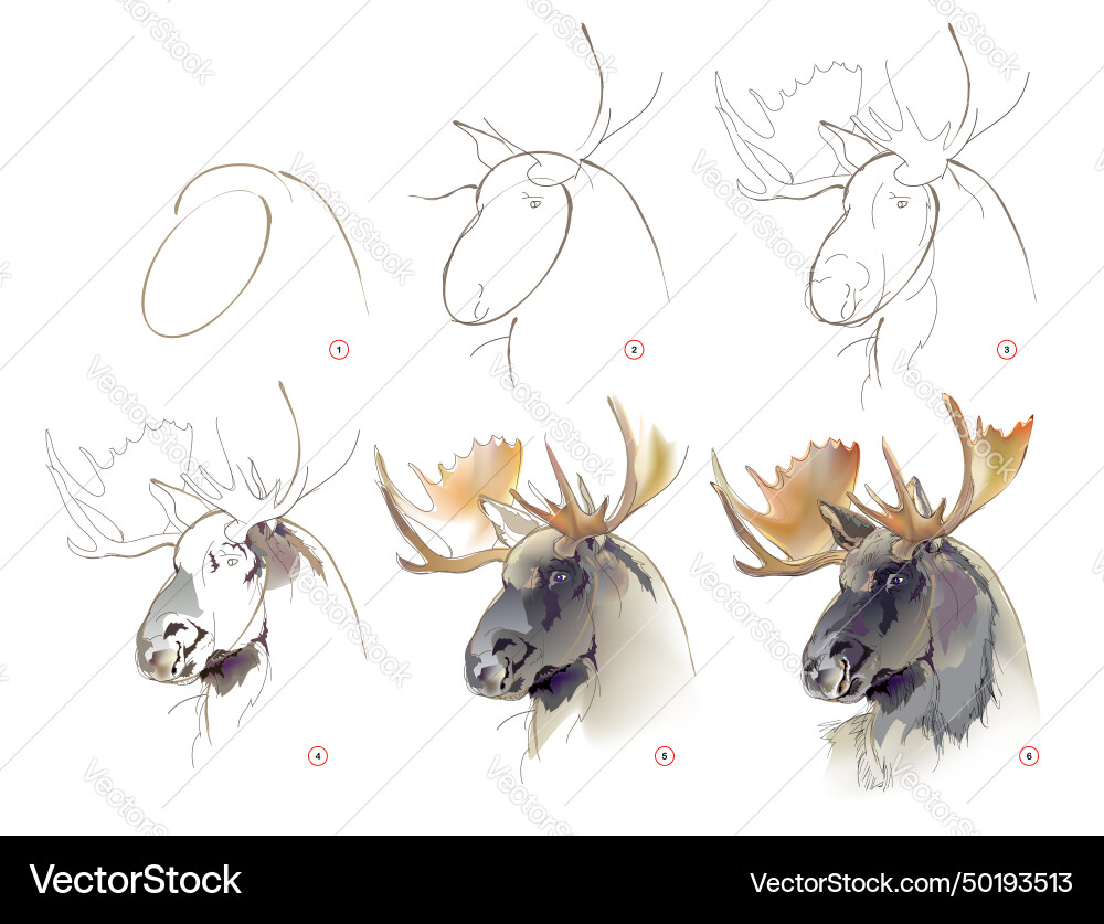 How to learn draw sketch of a elk from nature How to learn draw sketch of a elk from nature vector image