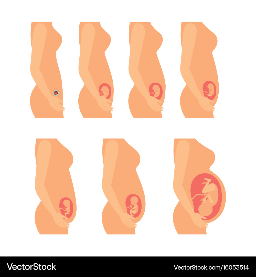 White background with color and realistic Vector Image