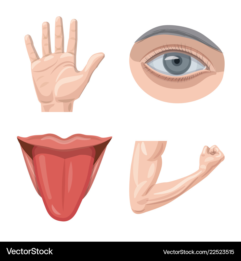 Isolated object of human and part symbol set Isolated object of human and part symbol set vector image