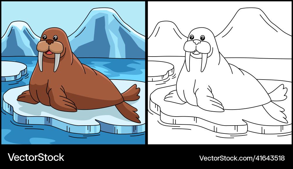 Walrus coloring page colored Vector Image
