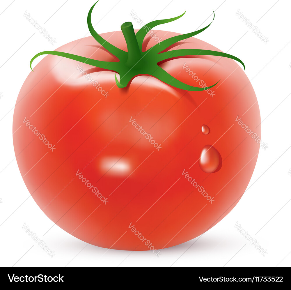 Bright tomato Royalty Free Vector Image - VectorStock