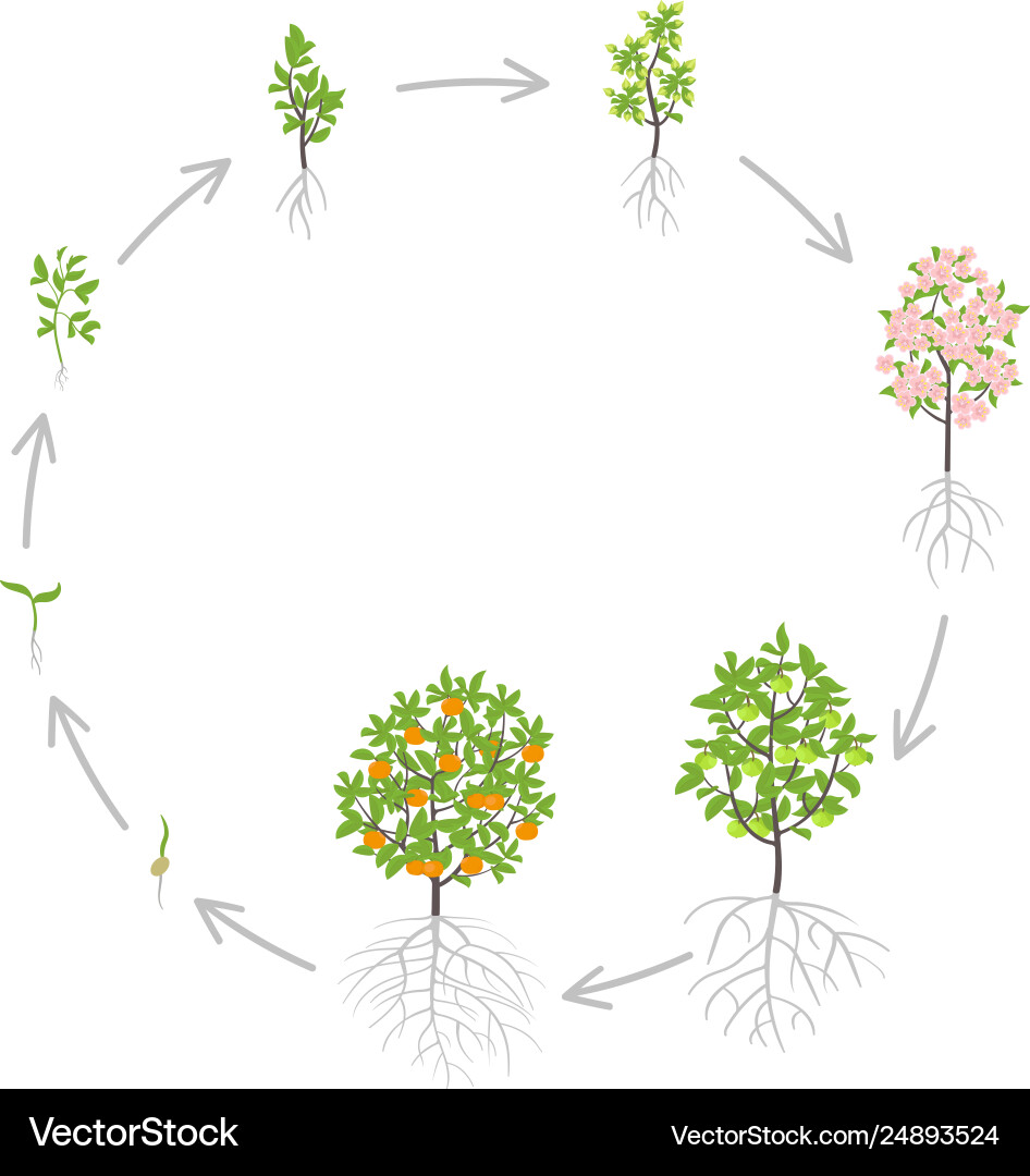 Mandarin tree growth stages Mandarin tree growth stages vector image