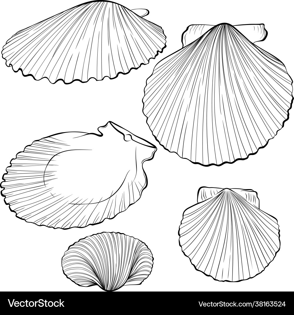 Scallop shells from different angles line art Scallop shells from different angles line art vector image