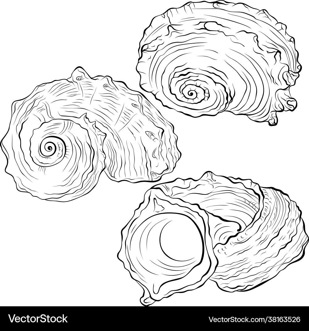 Spiral seashell from different angles line art Spiral seashell from different angles line art vector image