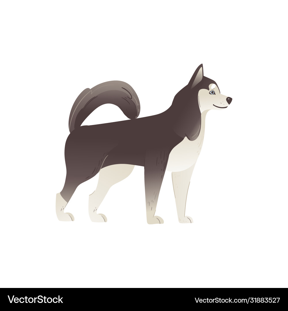Alaska Malamute oder sibirischer Husky Nordhund flach Alaska Malamute oder sibirischer Husky Nordhund flach vektorbild