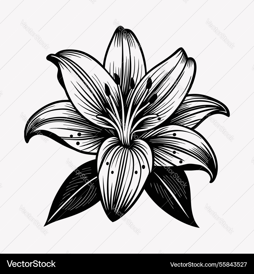 White lily design Royalty Free Vector Image - VectorStock