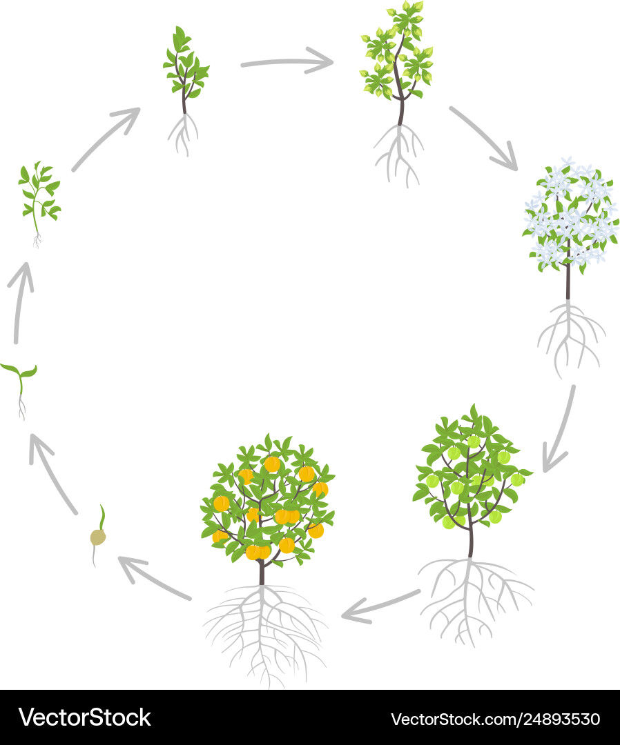 Peach tree growth stages vector image