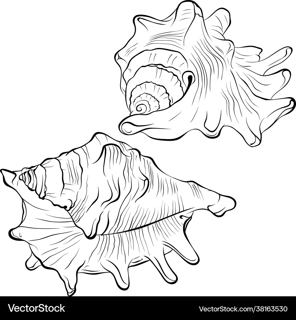 Spiked seashell arbitrary shape line art Spiked seashell arbitrary shape line art Vector Image