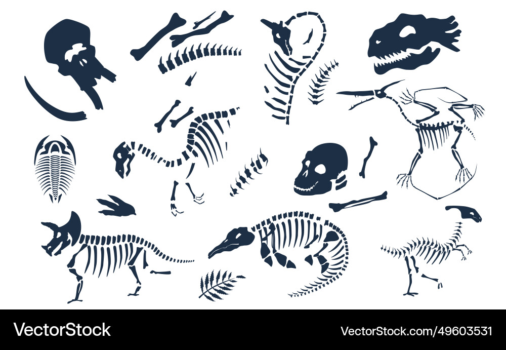 Dinosaurs bones skeletons and skulls fossils set vector image