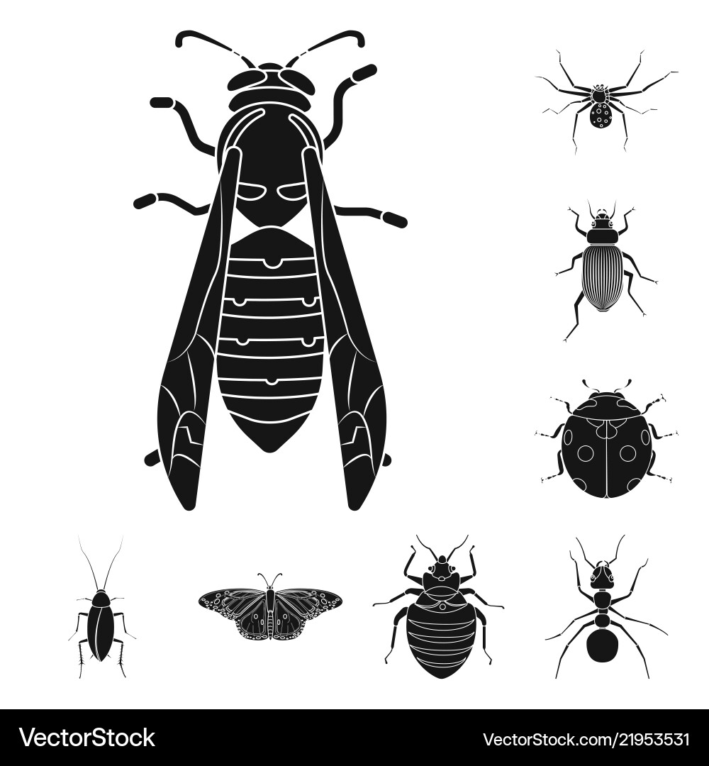 Isolated object of insect and fly symbol set vector image