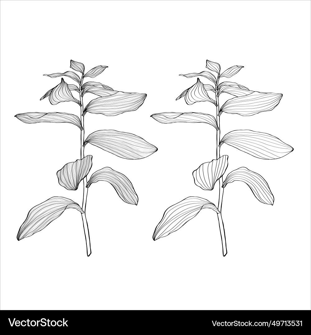 Salomonen versiegeln polygonale Multiflorum Pflanze Salomonen versiegeln polygonale Multiflorum Pflanze vektorbild