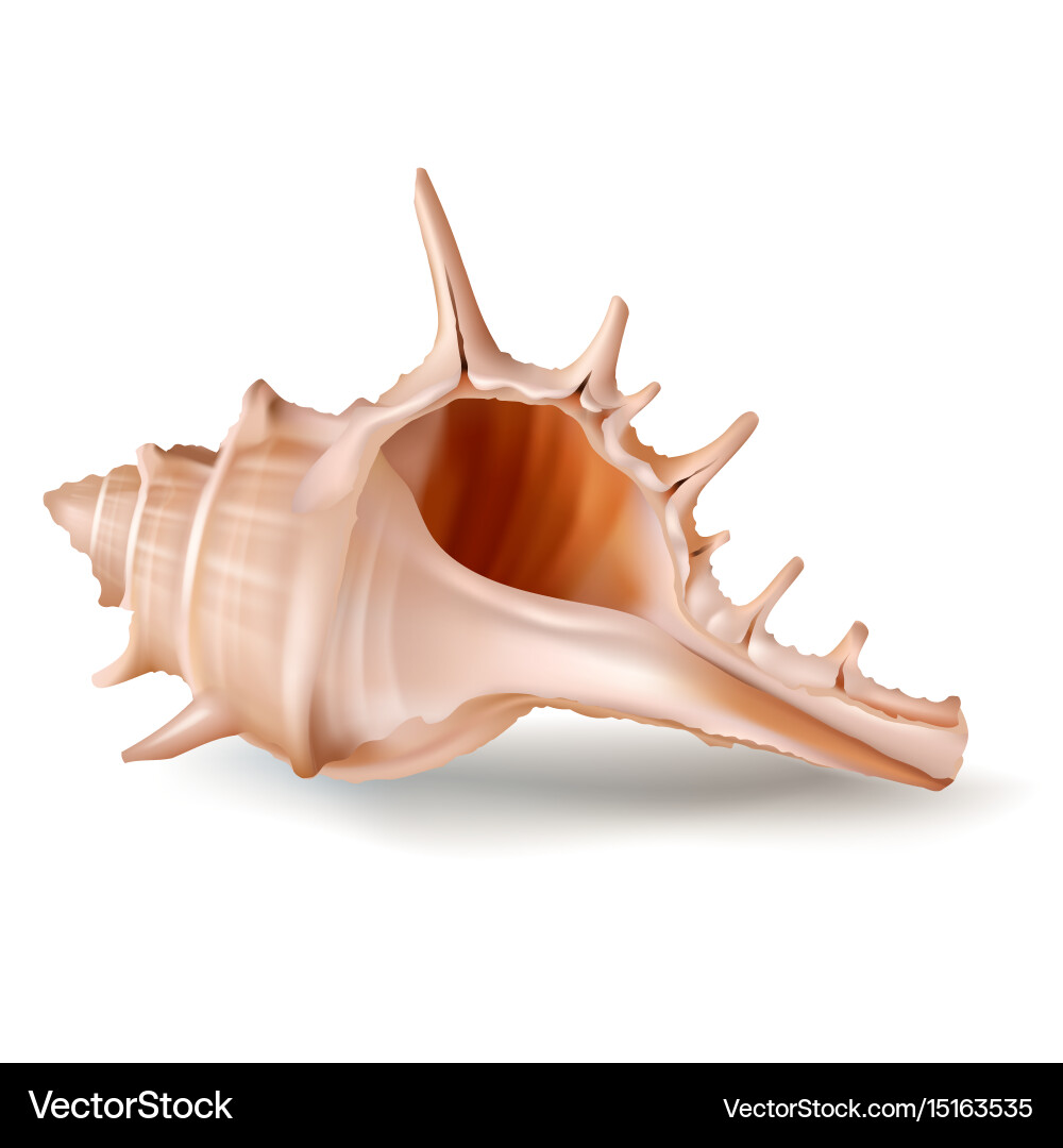 Murex Seashell - Realistic Shell vector image