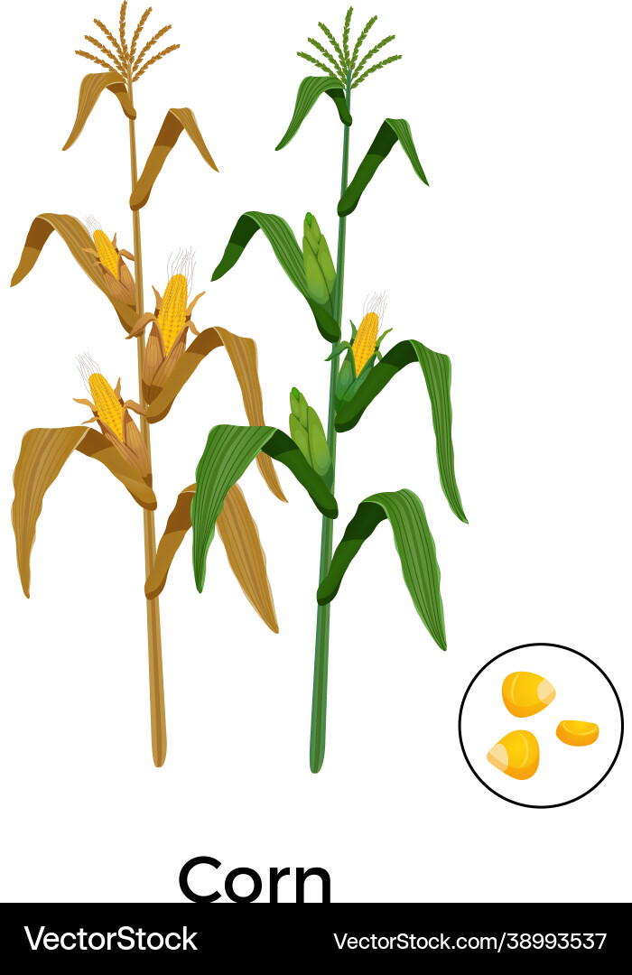 Cereal plants corn composition Royalty Free Vector Image