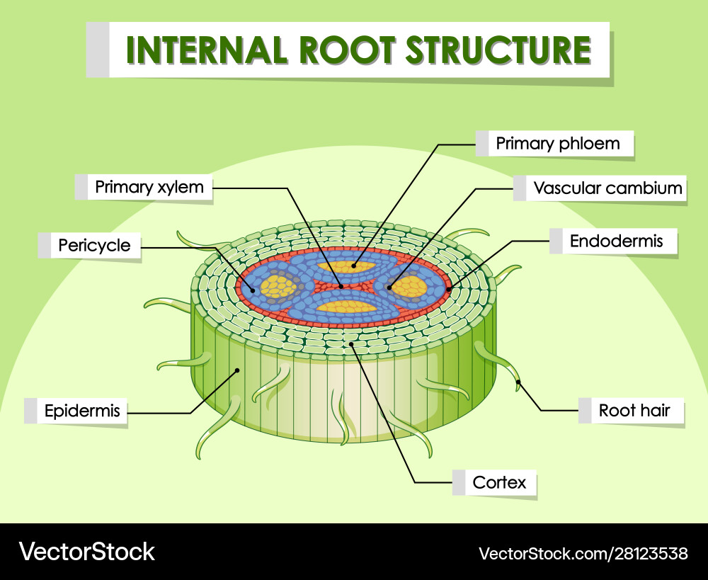 Diagram showing internal root structure Vector Image