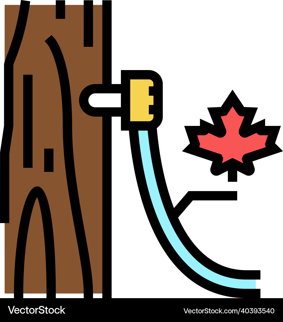 Maple sap collection using tubing method color Maple sap collection using tubing method color Vector Image