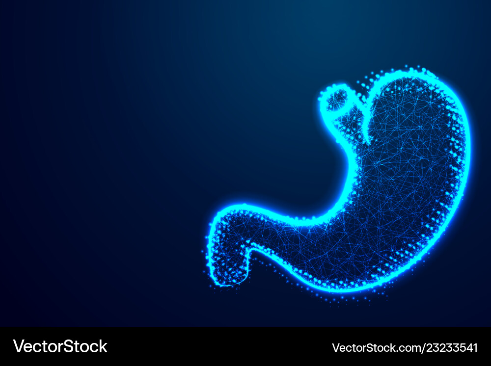 Stomach menschliche Anatomie abstrakte niedrige Poly Dreieck Stomach menschliche Anatomie abstrakte niedrige Poly Dreieck vektorbild