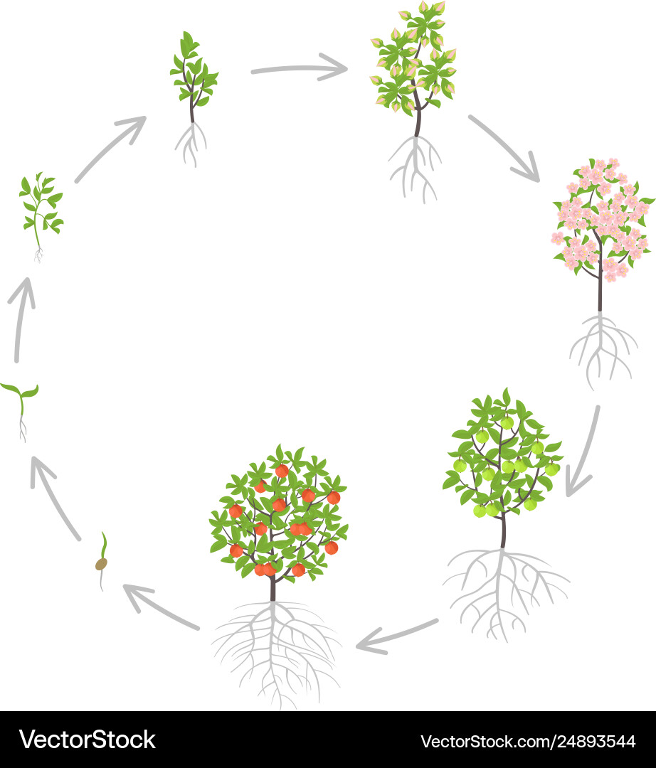 Apple tree growth stages Apple tree growth stages vector image
