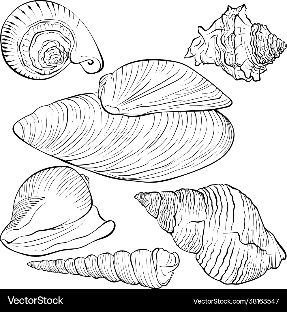 Set with sea shells various shapes line art Set with sea shells various shapes line art vector image