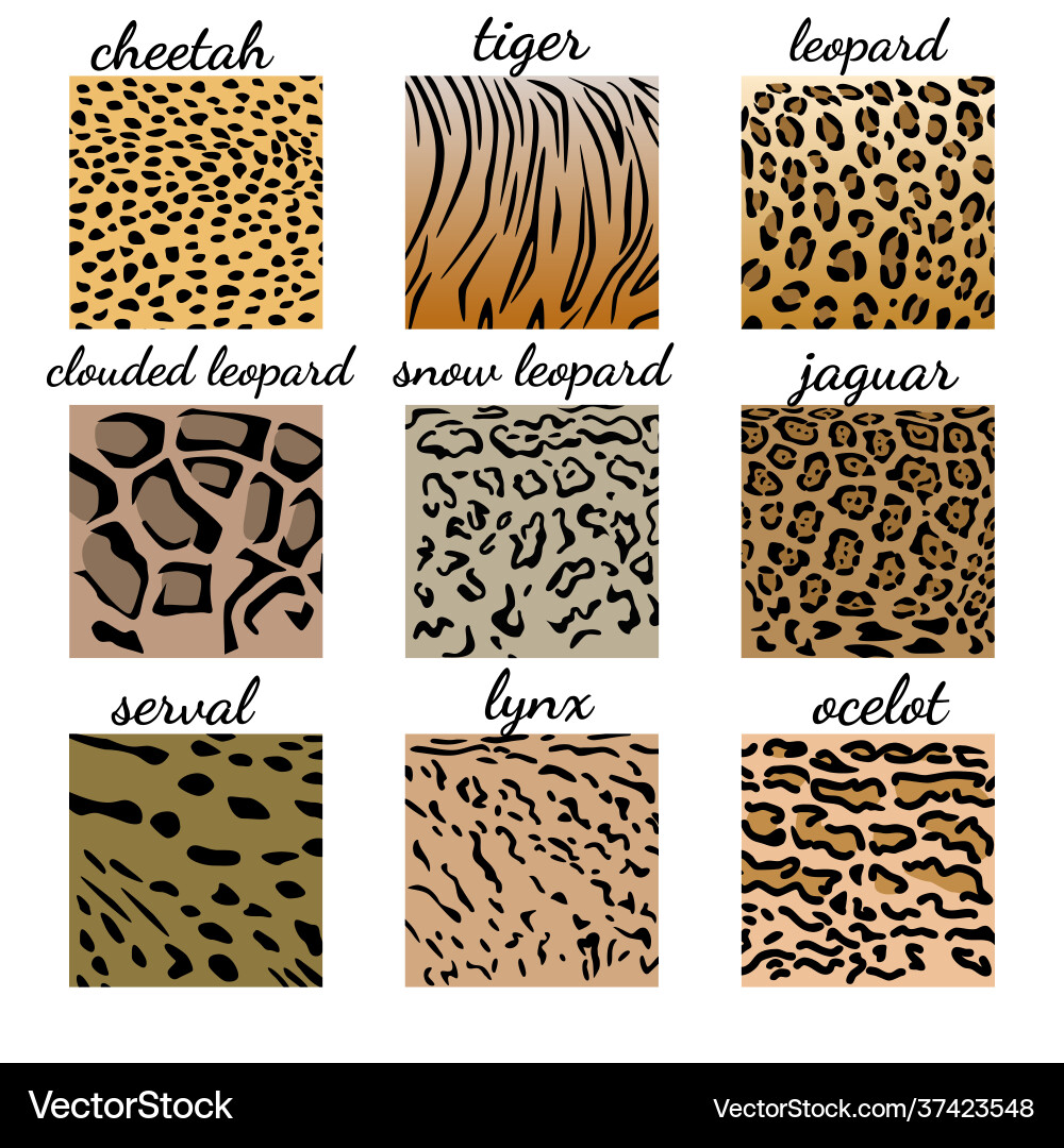 Matching game find cat family corect pattern seek Vector Image