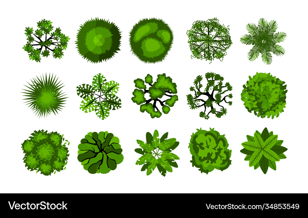 Tree from above top view bushes Tree from above top view bushes vector image