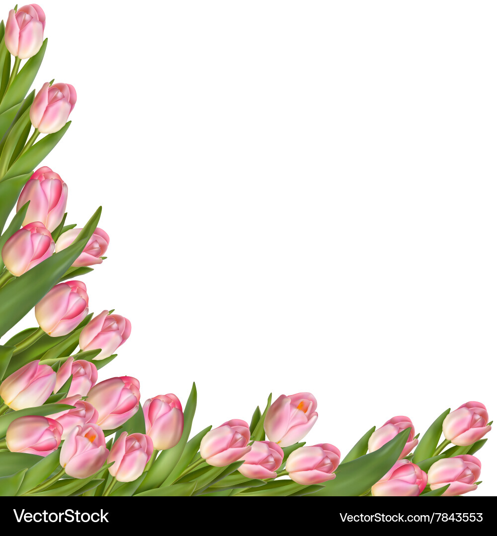 Tulip flower spring border eps 10 Royalty Free Vector Image