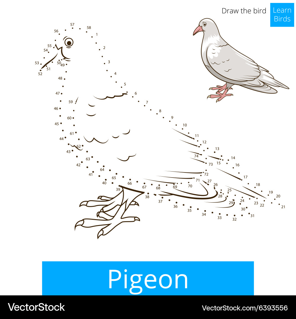 Pigeon bird learn to draw Vector Image