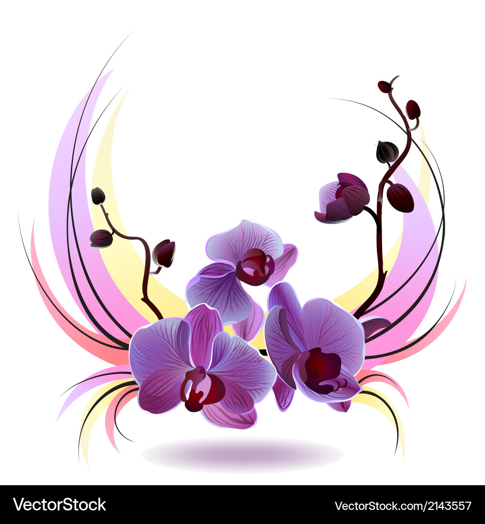 Orchid Bouquet Greeting Card Vector Image