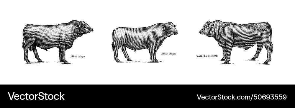 A group of cows standing next to each other Vector Image