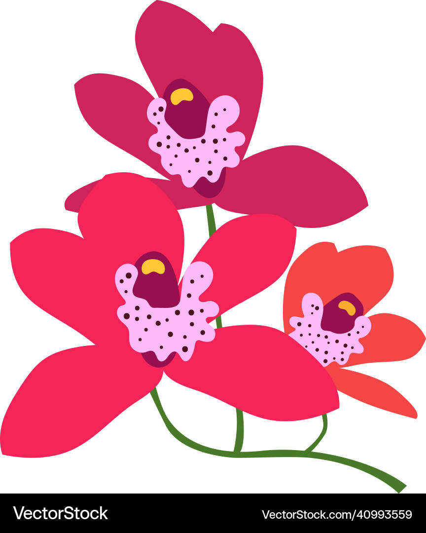 Bright red flower tropical forest orchid plant Bright red flower tropical forest orchid plant vector image