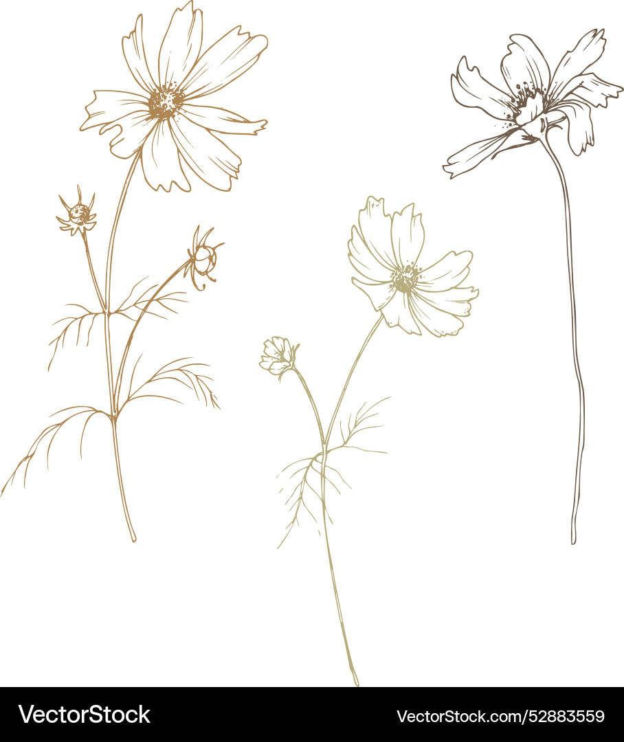 Cosmos three flowers and buds with leaves wild Cosmos three flowers and buds with leaves wild vector image