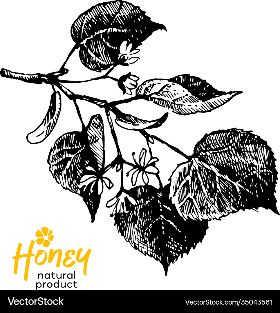 Hand drawn sketch honey background vintage Hand drawn sketch honey background vintage vector image