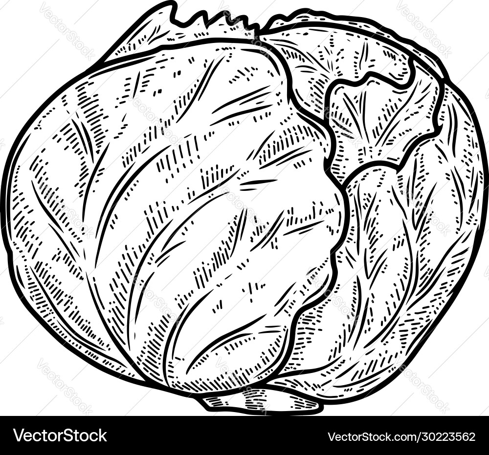 Cabbage in engraving style design element Cabbage in engraving style design element vector image