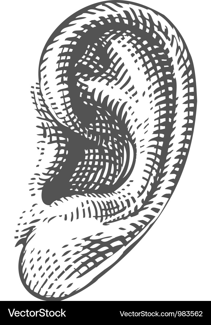 Detailed Human Ear Engraving Royalty Free Vector Image