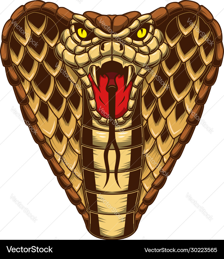 Cobra snake in engraving style design element Cobra snake in engraving style design element vector image