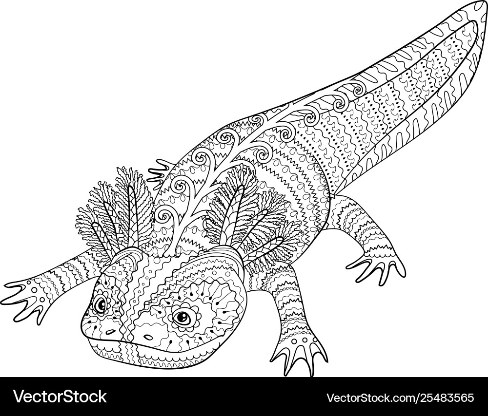 Coloring page with axolotl in patterned style Coloring page with axolotl in patterned style vector image