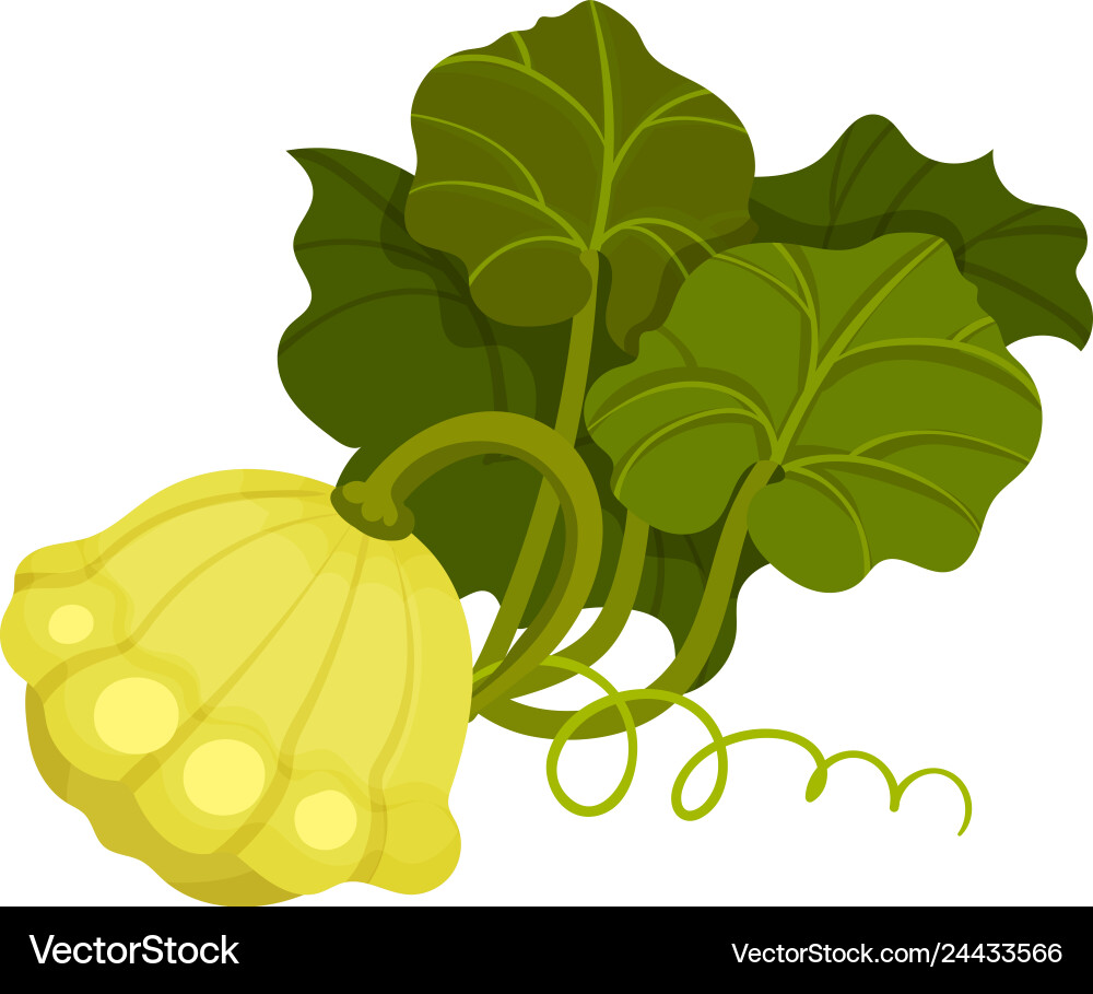 Patisson concept organic food Patisson concept organic food vector image