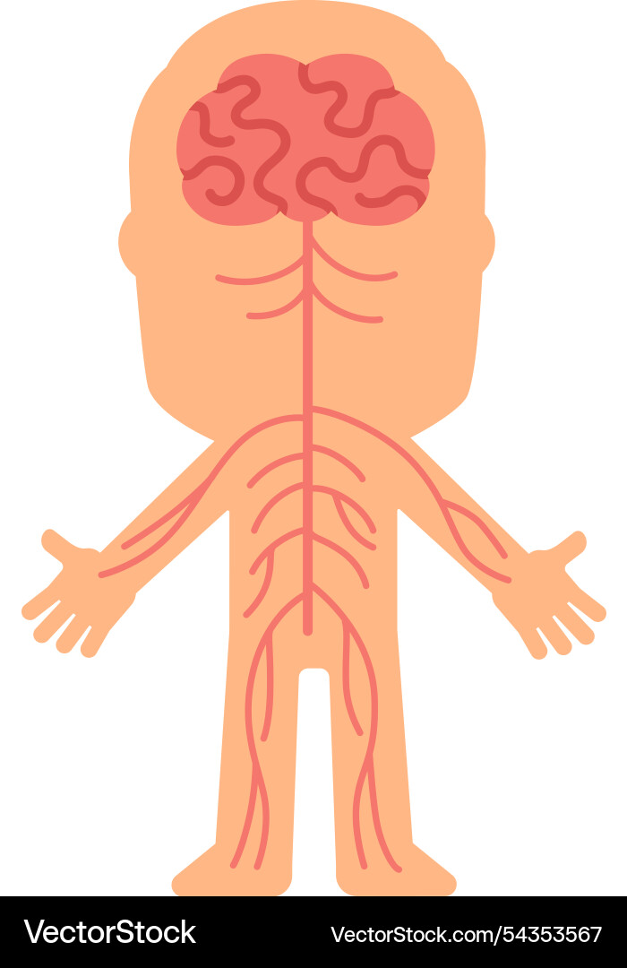 Central nervous system controlling body functions Vector Image