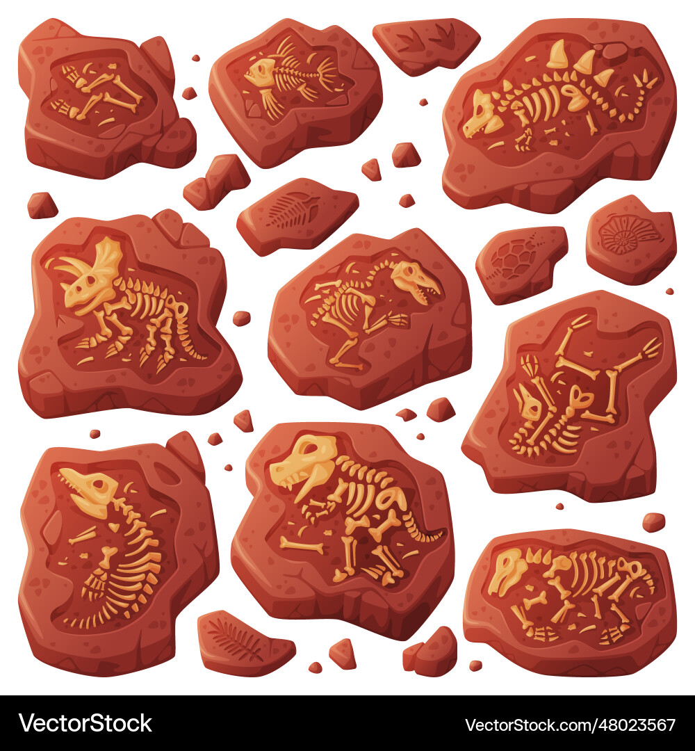 Fossils obtained by digging rested in soil Fossils obtained by digging rested in soil Vector Image
