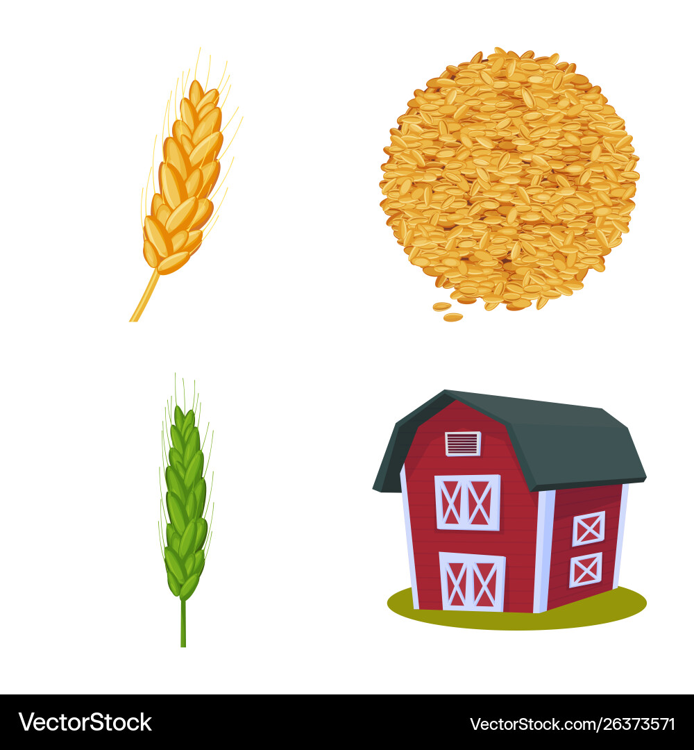 Isolated object wheat and corn sign set Isolated object wheat and corn sign set vector image