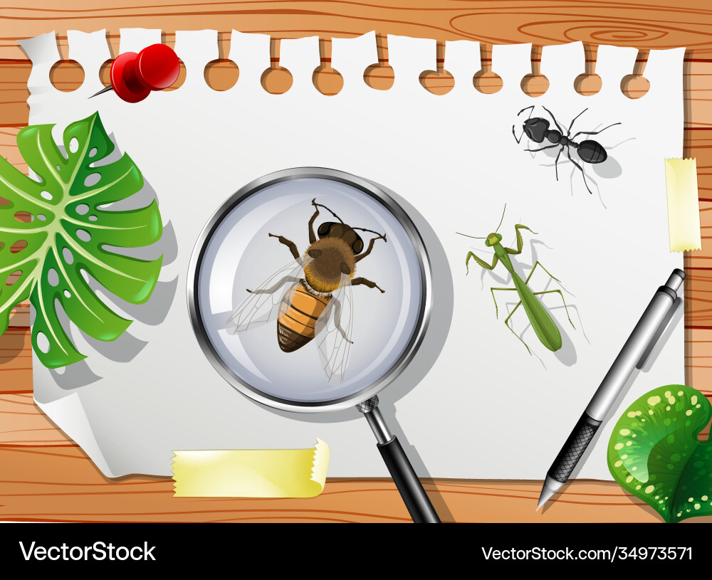 Many different insects on table close up Many different insects on table close up vector image
