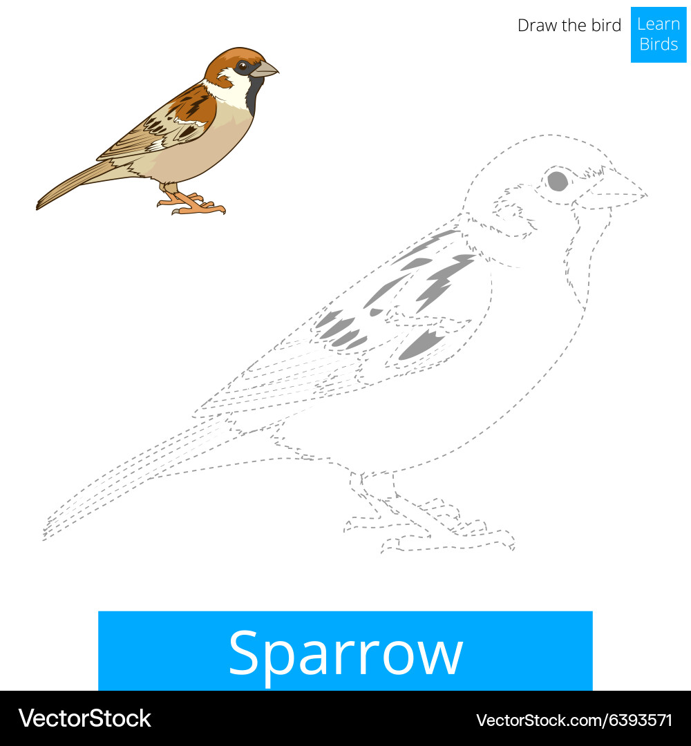 Sparrow bird learn to draw vector image