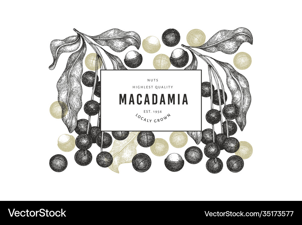 Hand drawn macadamia branch and kernels design vector image