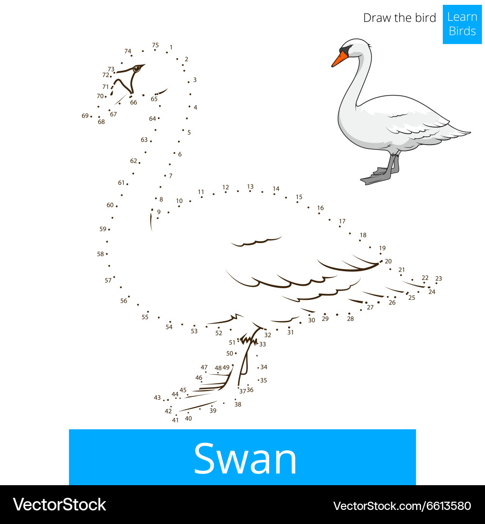 Swan bird learn to draw vector image
