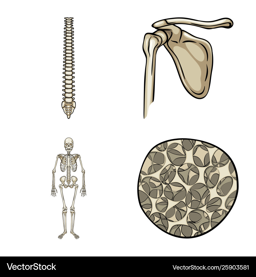 Design bone and skeleton icon Vector Image