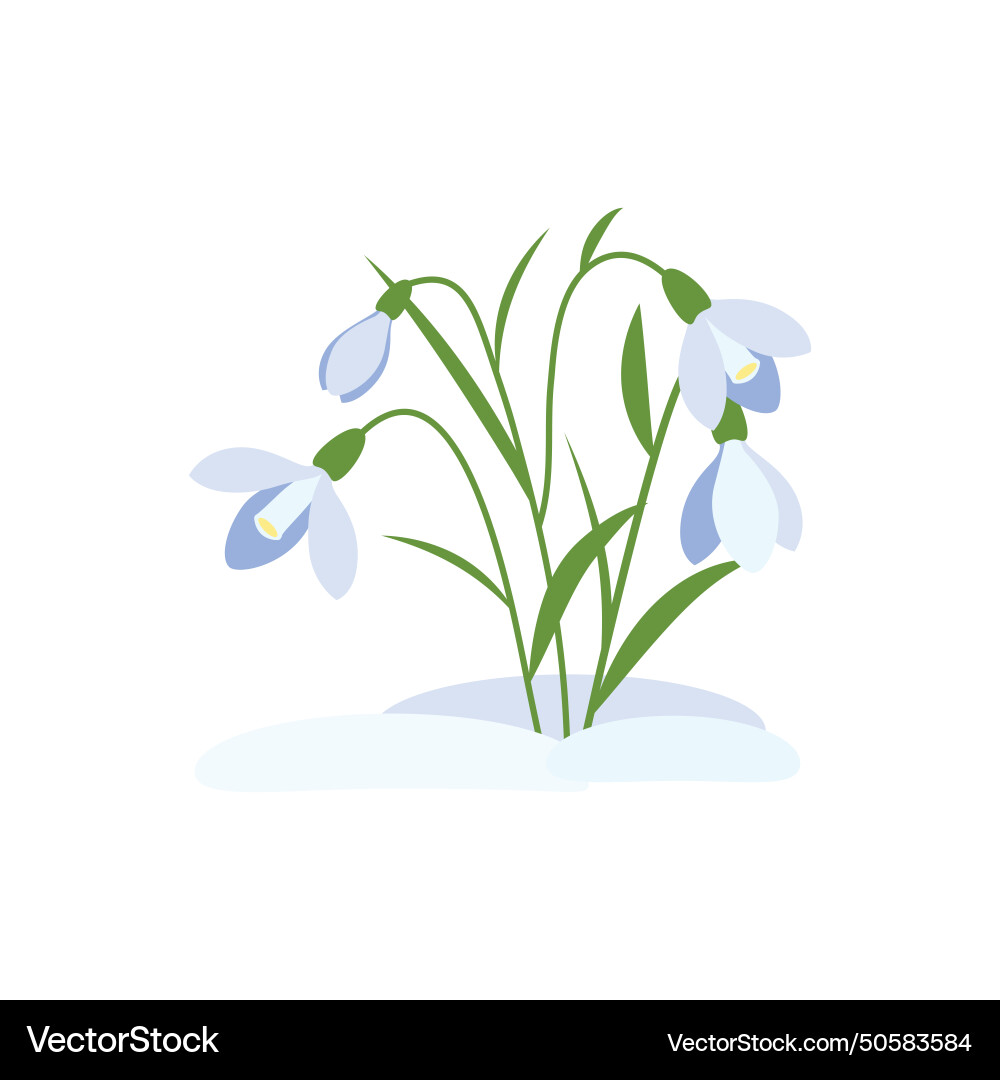 Spring flowers snowdrops Royalty Free Vector Image