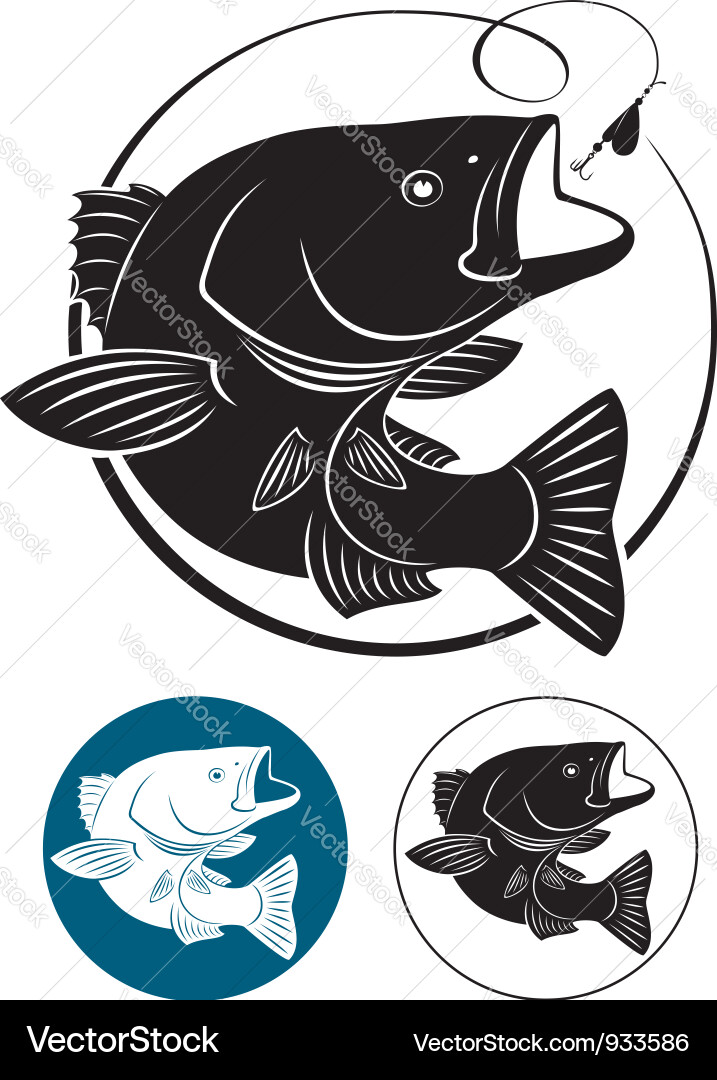 Striped Bass Fish vector image